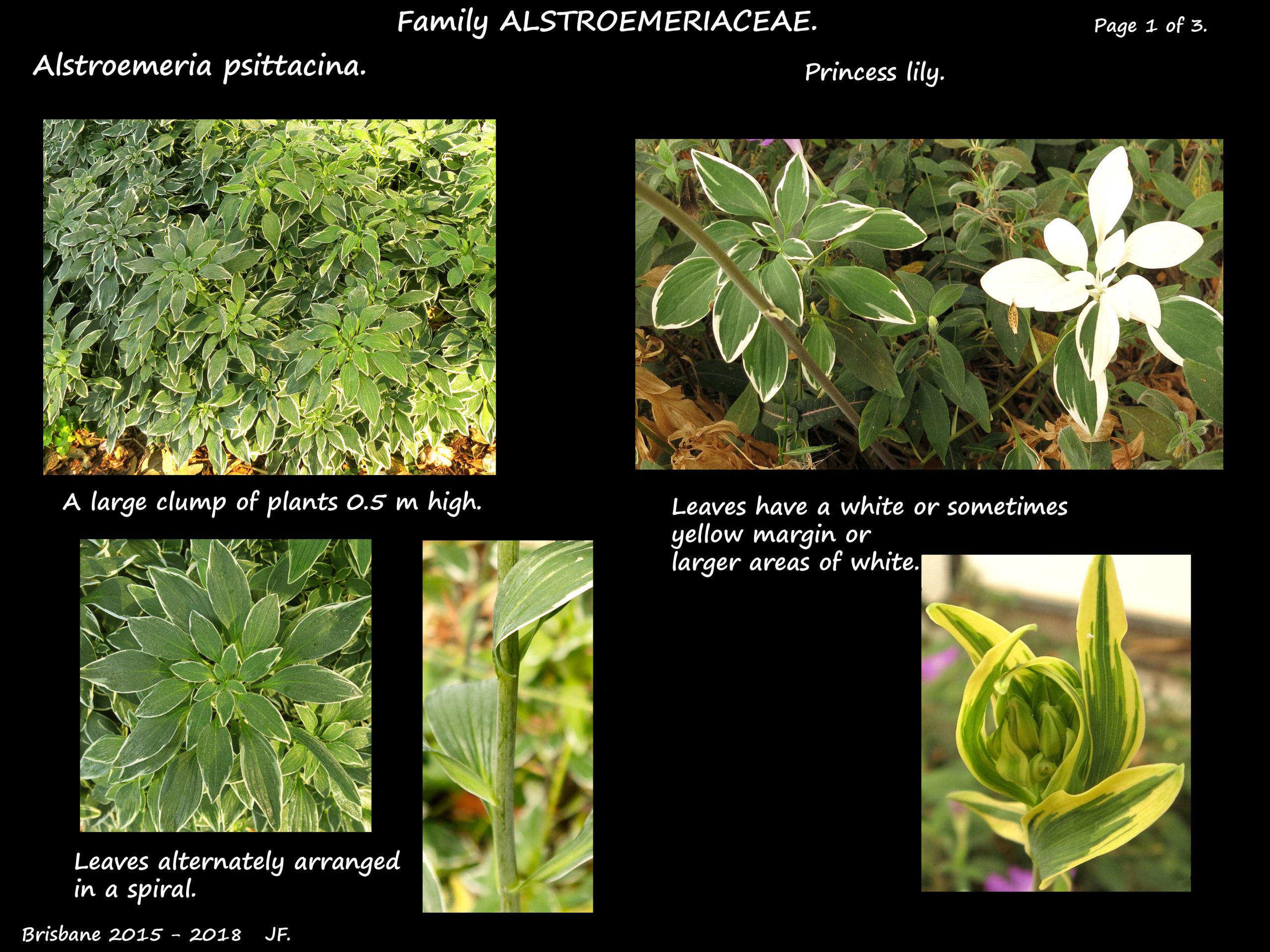 1 Alstroemeria psittacina leaves